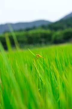 蜻蜓特写