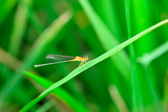 稻叶上的蜻蜓