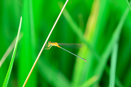 稻叶上的蜻蜓