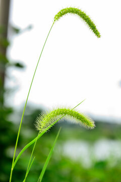 毛毛草特写