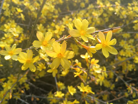 迎春花