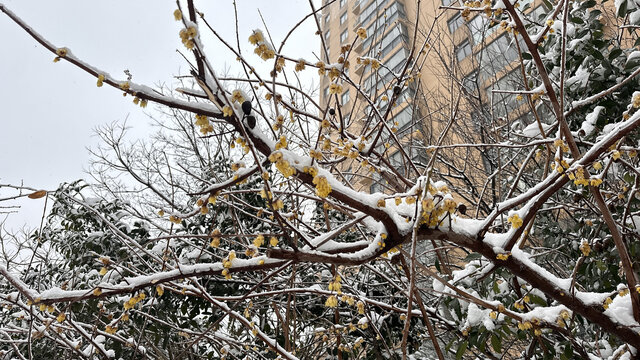 雪景