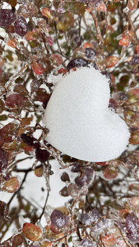 雪天植物