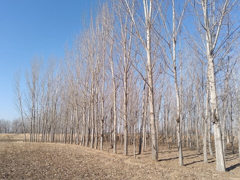 冬天的杨树林