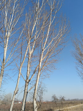 冬天的杨树