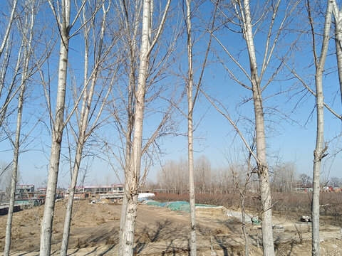 冬天的杨树