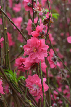 桃花