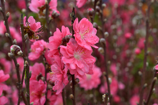 桃花