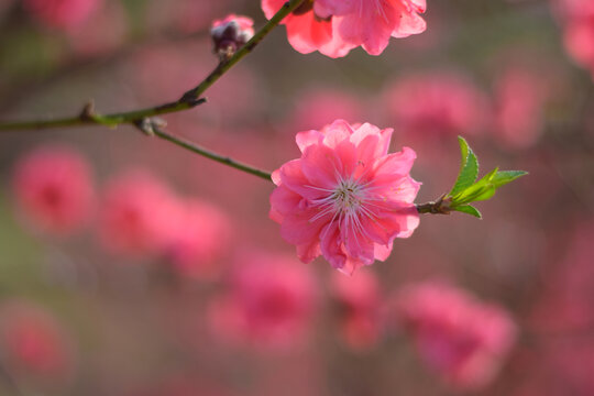 桃花