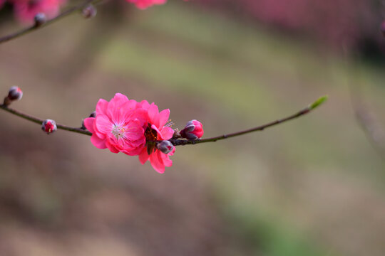 桃花