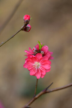 桃花