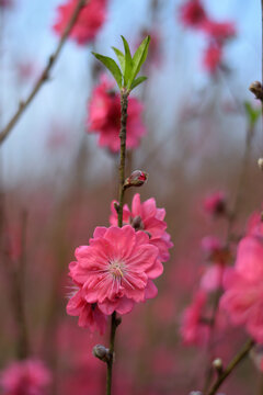 桃花