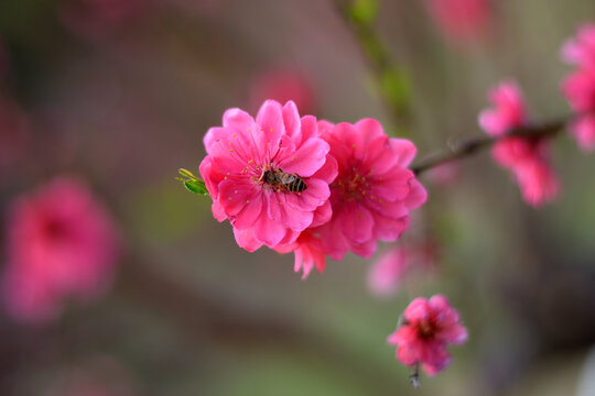 桃花
