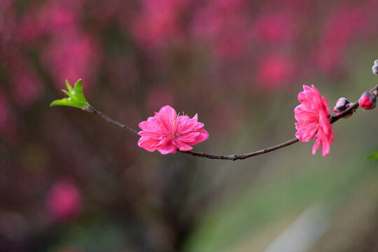 桃花