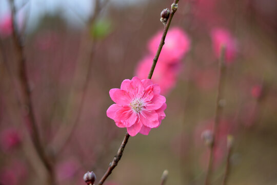 桃花