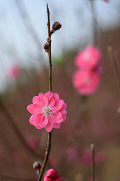 桃花