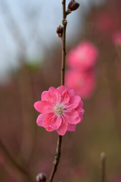 桃花