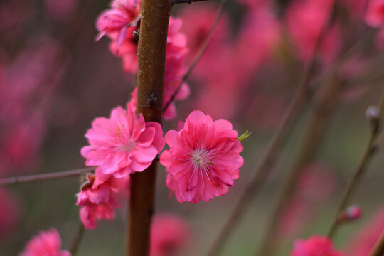 桃花