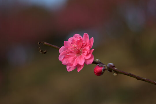 桃花