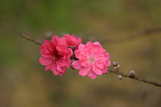 桃花