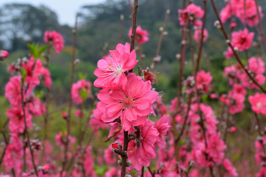 桃花