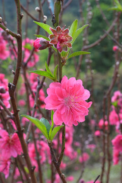桃花