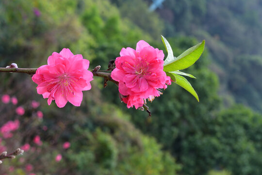 桃花