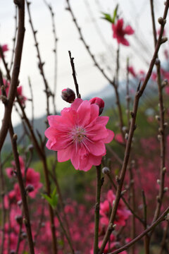 桃花