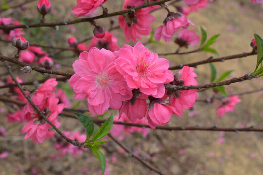桃花
