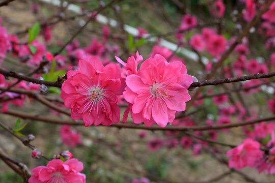 桃花
