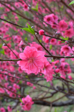 桃花