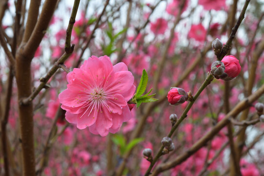 桃花