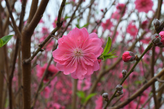 桃花