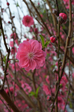 桃花