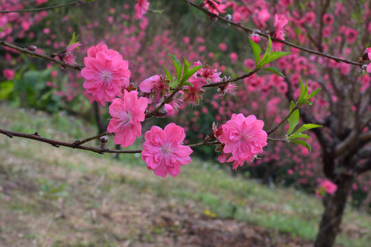 桃花