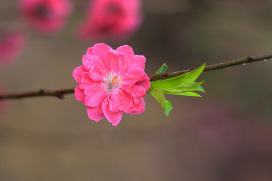 桃花