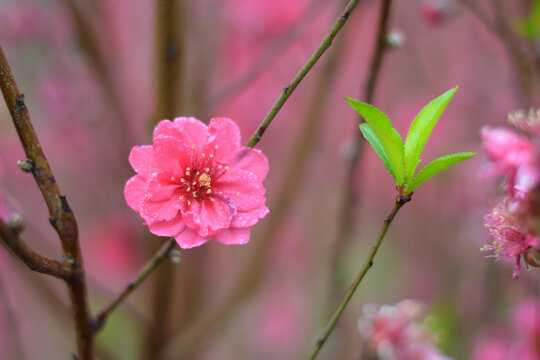 桃花