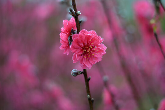桃花