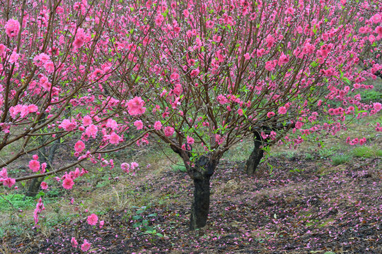 桃花