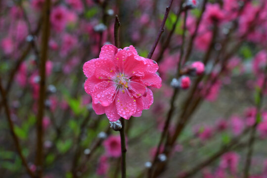 桃花