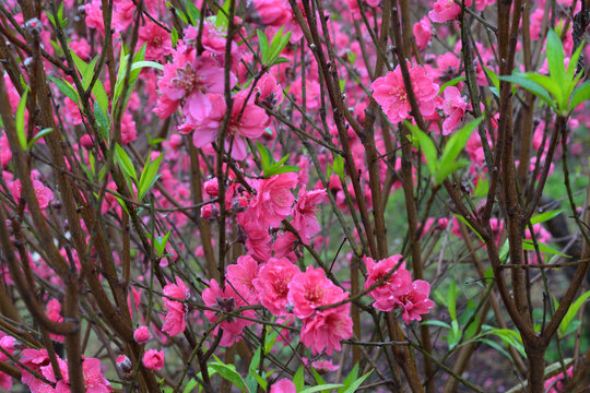 桃花