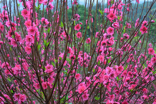 桃花