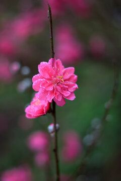 桃花