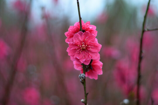 桃花