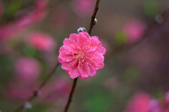 桃花