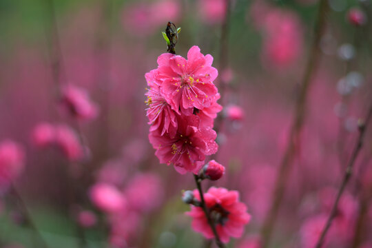 桃花