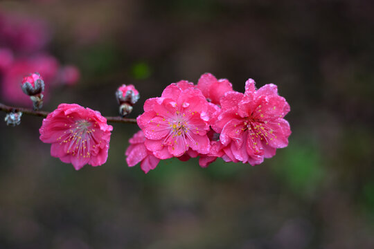 桃花