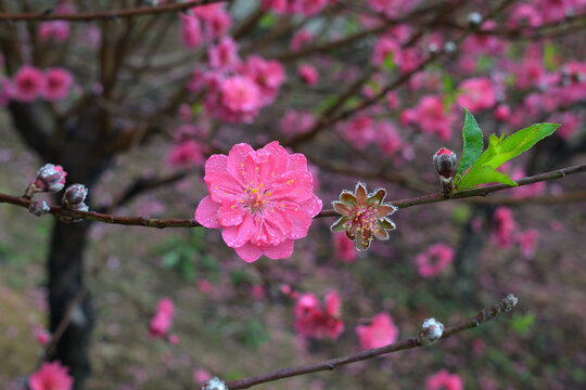 桃花