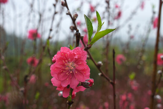 桃花