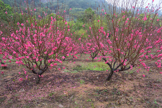 桃花